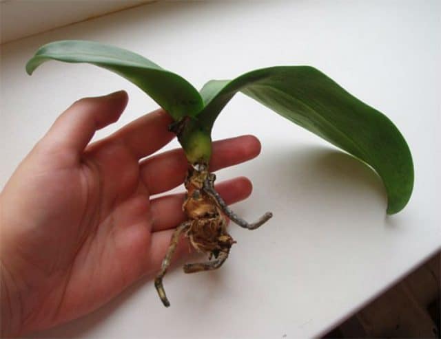Прихотливая кокетка! Реанимируем орхидею с помощью активированного угля рис 5