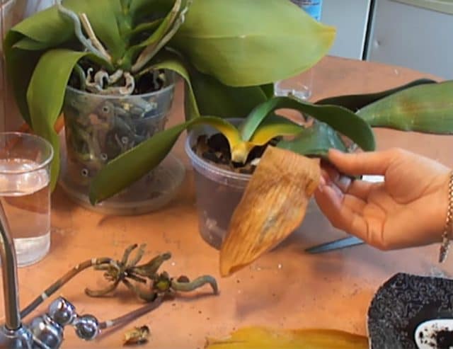 Прихотливая кокетка! Реанимируем орхидею с помощью активированного угля рис 6