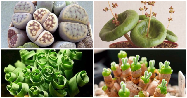 Неземная красота: 7 причудливых растений, которые вам срочно захочется иметь дома