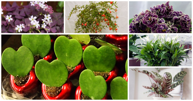 Привлекаем в дом любовь: 6 растений, которые активизируют нужную энергию по поверьям разных стран