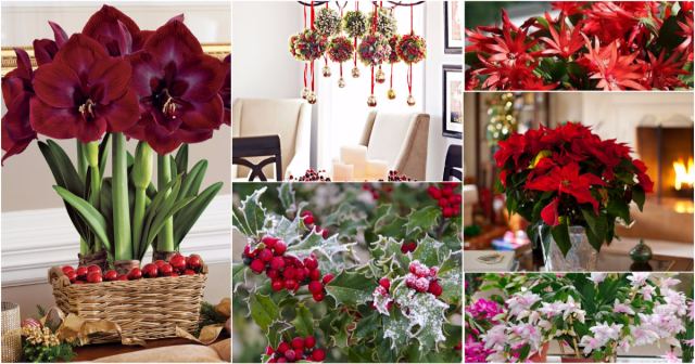 Праздник близко! Заимствуем флористические традиции Европы – выбираем лучшие цветы к Новому году и Рождеству