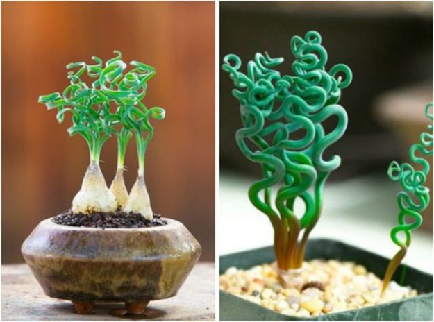 Неземная красота: 7 причудливых растений, которые вам срочно захочется иметь дома рис 7