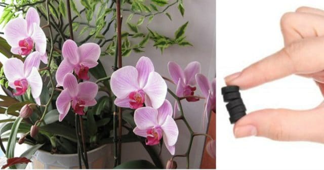 Прихотливая кокетка! Реанимируем орхидею с помощью активированного угля