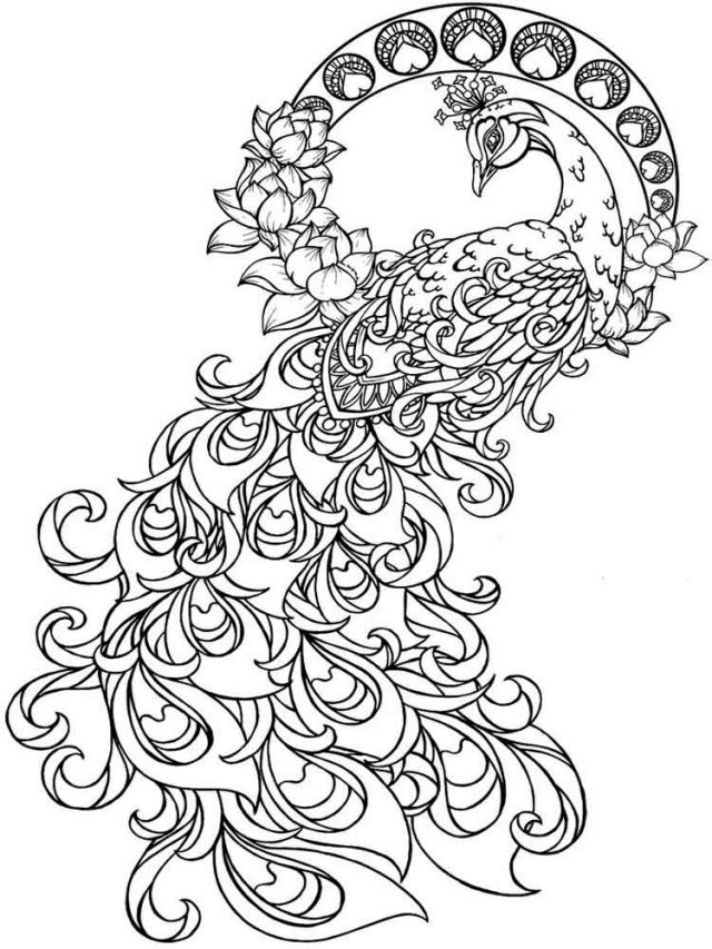 coloring-pages-animals-peacock-12