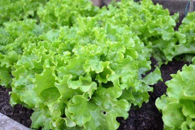 lettuce-container-gardening_full_width