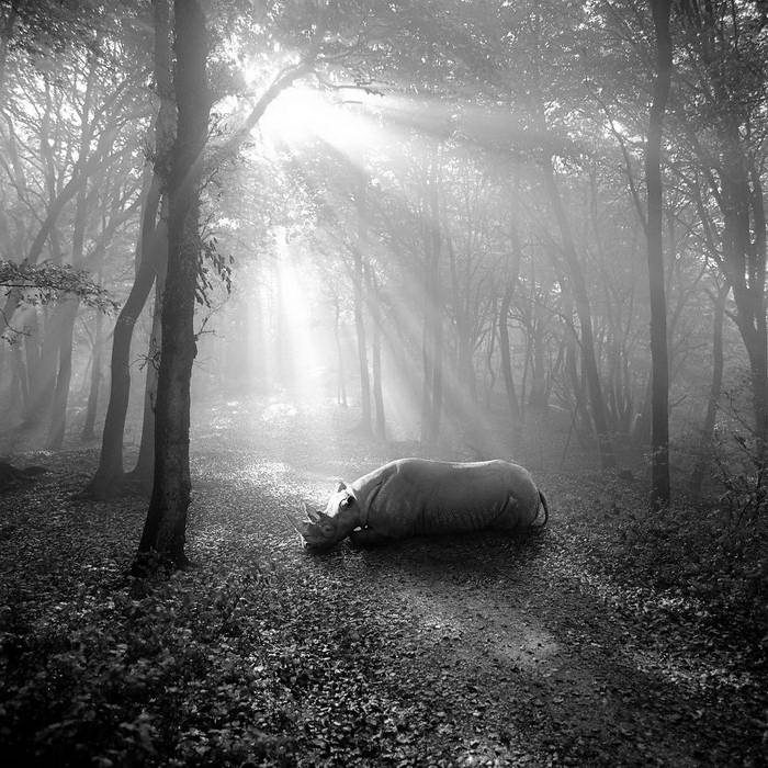 20 изумительных черно-белых фотографий от Фрэнка Махаловски