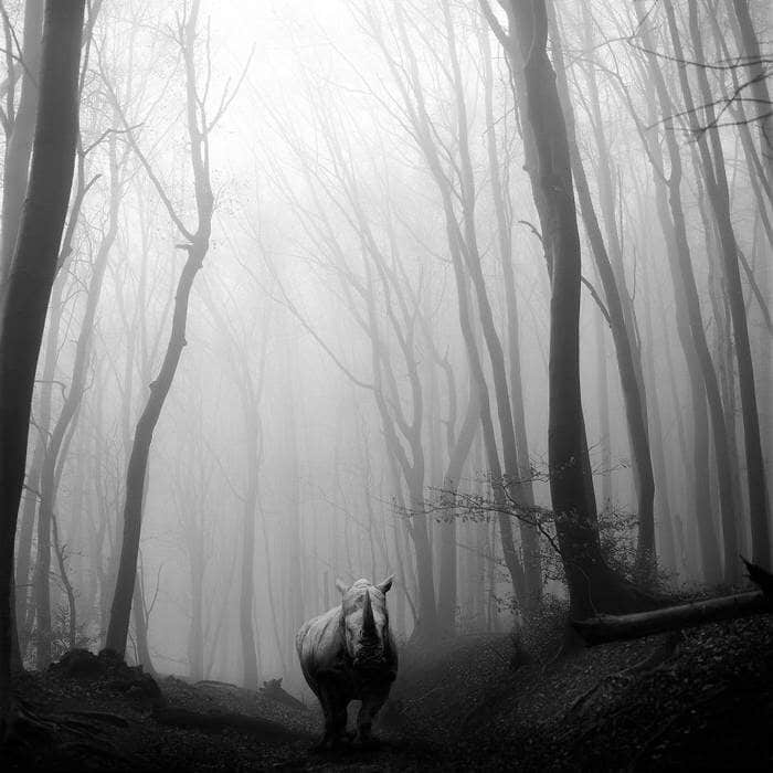 20 изумительных черно-белых фотографий от Фрэнка Махаловски рис 12