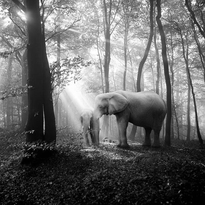 20 изумительных черно-белых фотографий от Фрэнка Махаловски рис 13