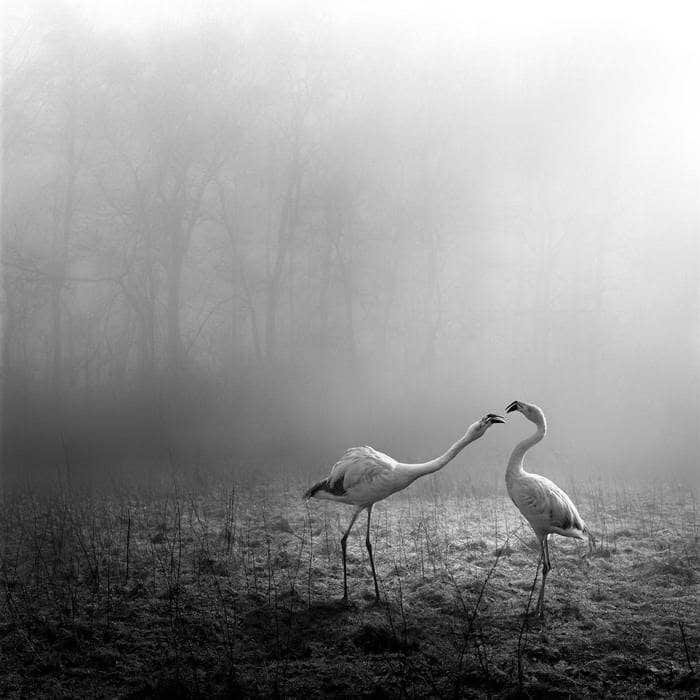 20 изумительных черно-белых фотографий от Фрэнка Махаловски рис 17