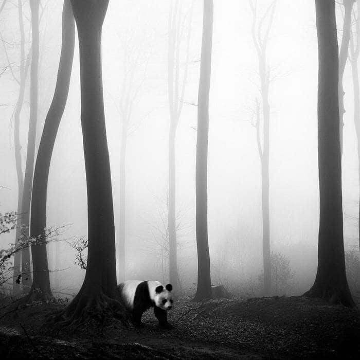 20 изумительных черно-белых фотографий от Фрэнка Махаловски рис 2