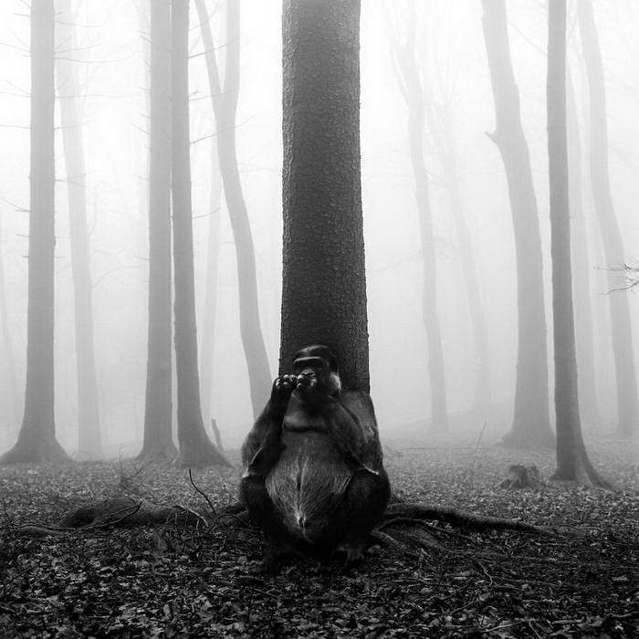20 изумительных черно-белых фотографий от Фрэнка Махаловски рис 19