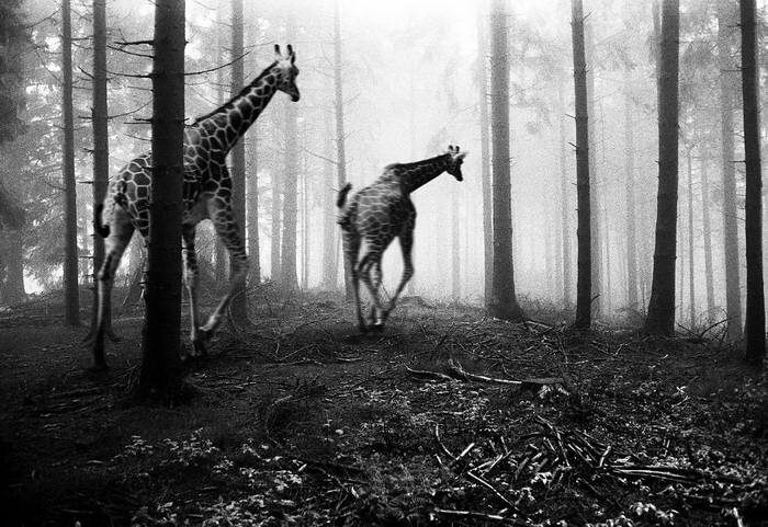 20 изумительных черно-белых фотографий от Фрэнка Махаловски рис 20