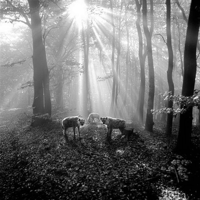 20 изумительных черно-белых фотографий от Фрэнка Махаловски рис 3
