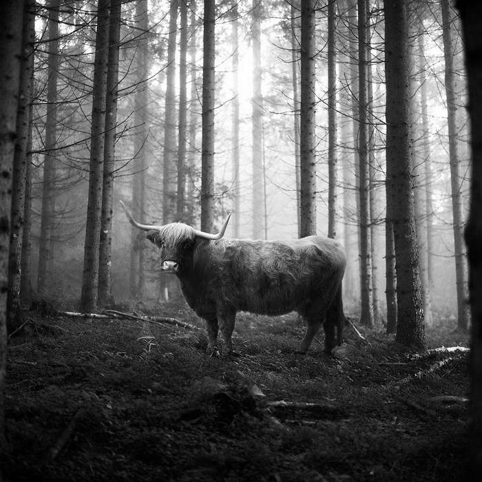 20 изумительных черно-белых фотографий от Фрэнка Махаловски рис 6