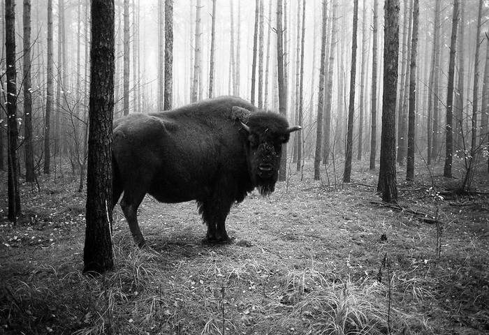 20 изумительных черно-белых фотографий от Фрэнка Махаловски рис 7