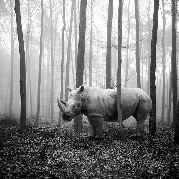 20 изумительных черно-белых фотографий от Фрэнка Махаловски рис 8