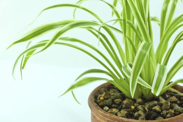 7 неприхотливых комнатных растений, которые хорошо очищают воздух! рис 2