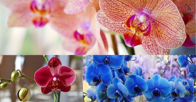 Цветок орхидея: уход и условия выращивания