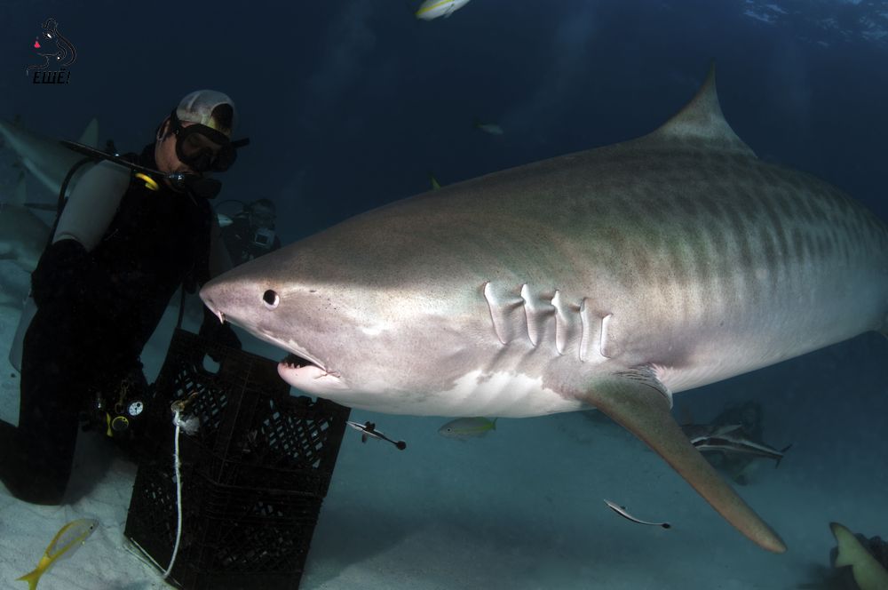 тигровая акула на Багамах