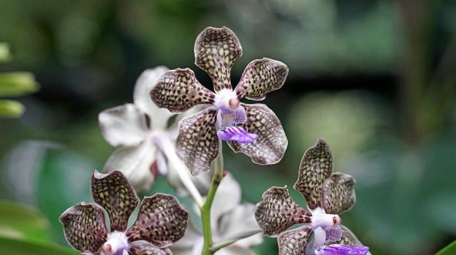 необычная орхидея