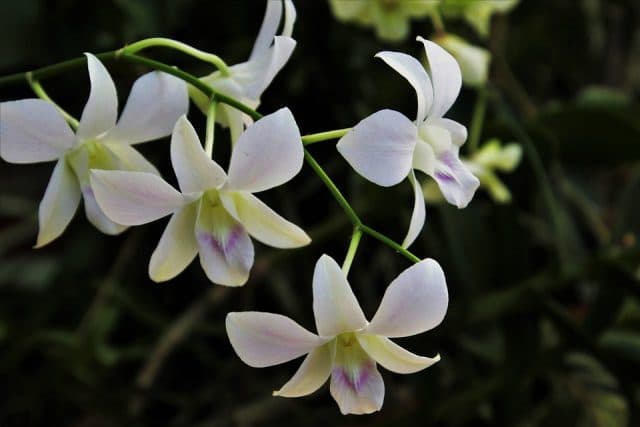 молочная орхидея