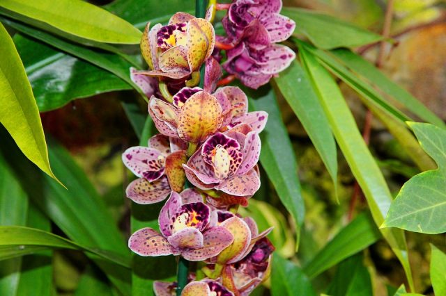 пятнистая орхидея