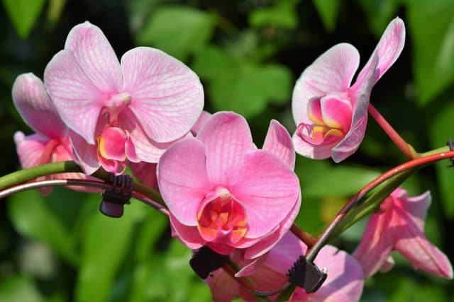 нежно розовая орхидея