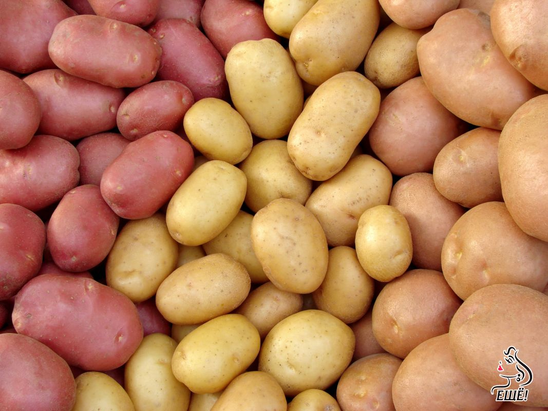разные сорта картофеля