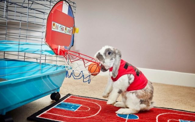 Кролик играет в баскетбол