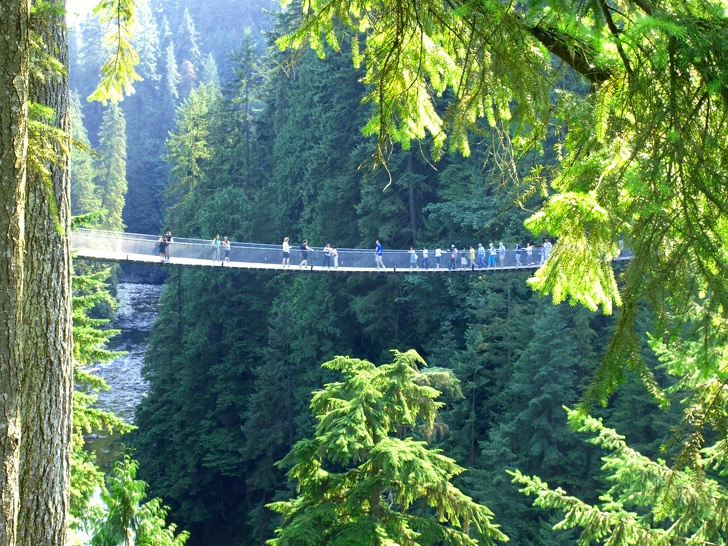 Мост через лес