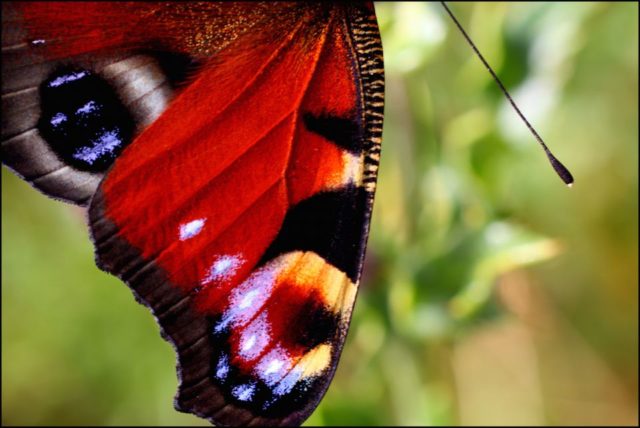 Крыло бабочки