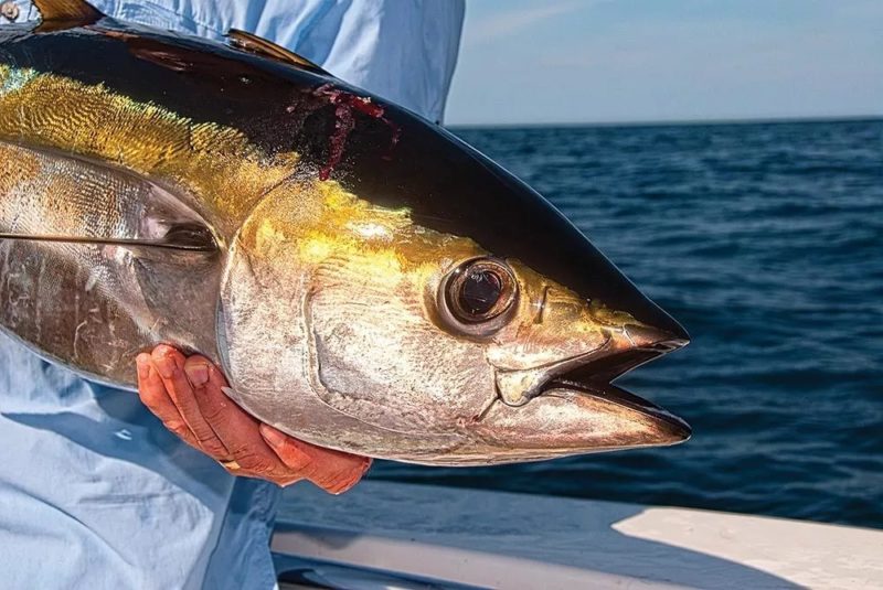 серебристо-желтый тунец в руках рыболова на борту яхты