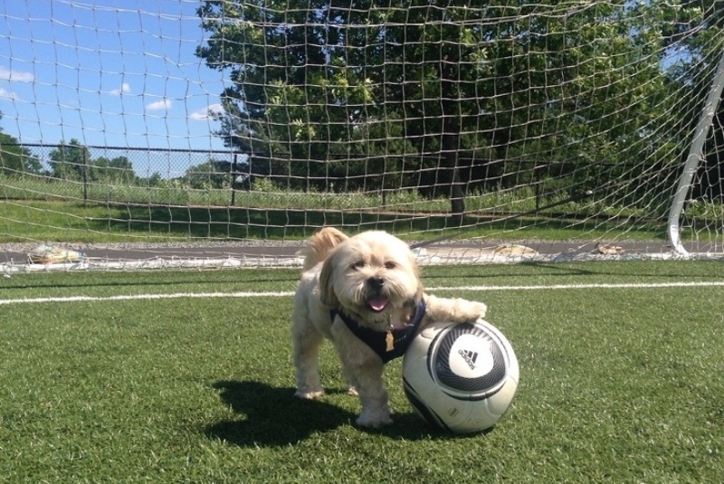 Собака с футбольным мячом