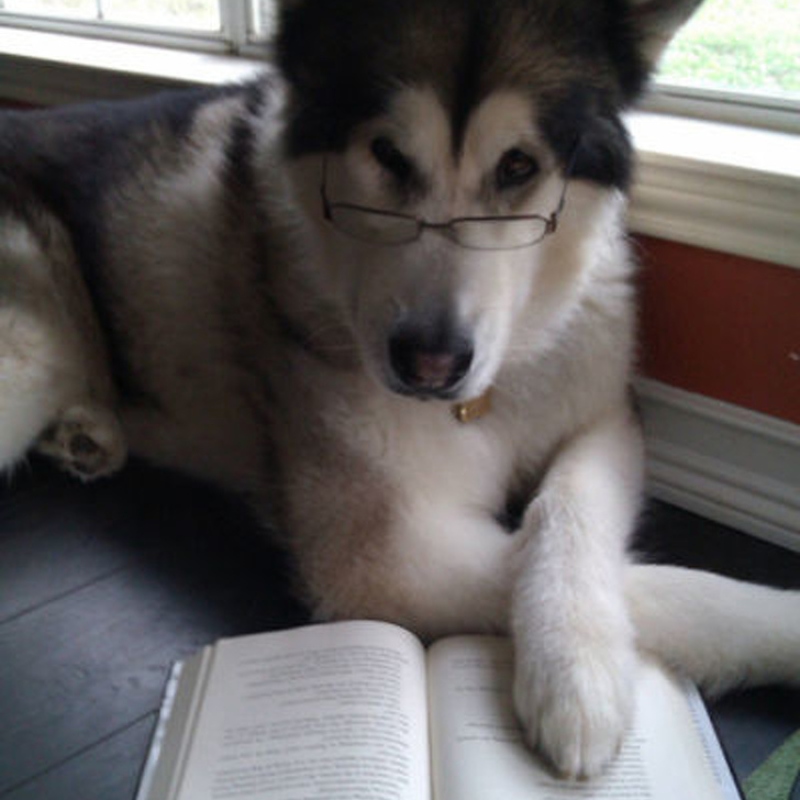 Собака в очках сидит возле книги