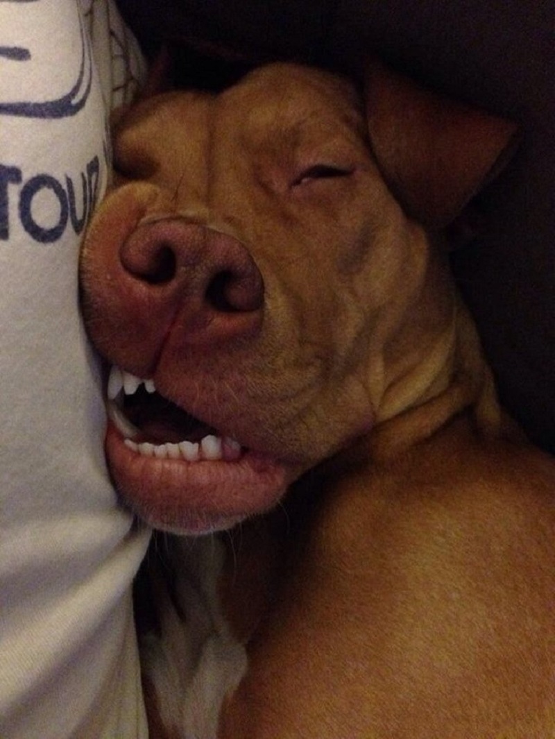 Собака спит с открытой пастью