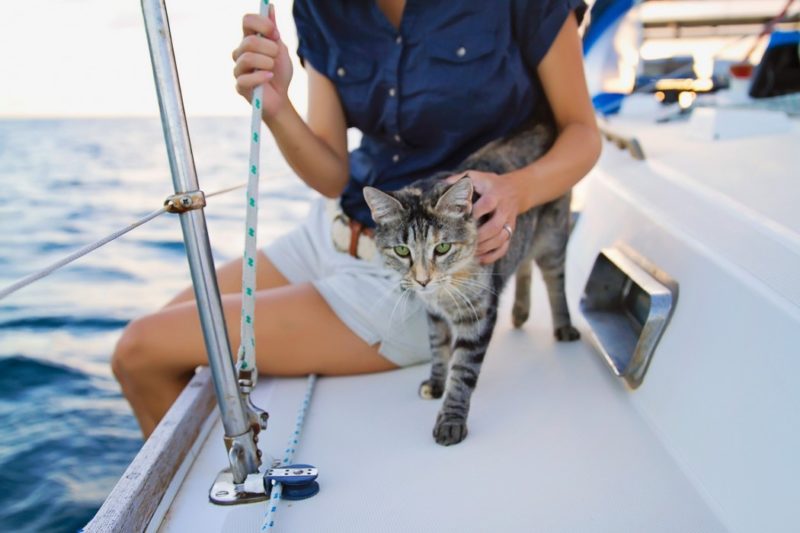 кот на борту яхты - его гладит сидящая у края борта девушка