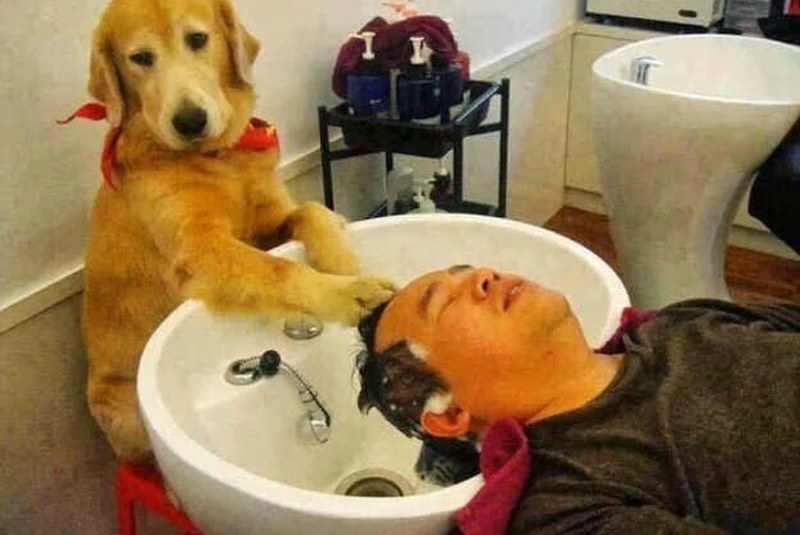 Собака моет человеку голову