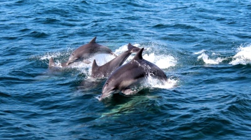 группа дельфинов в движении по морской поверхности