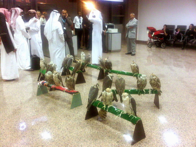 Компания с птицами в аэропорту