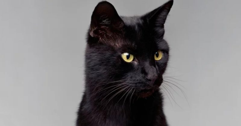 погрудное фото черного кота-миллионера Blackie