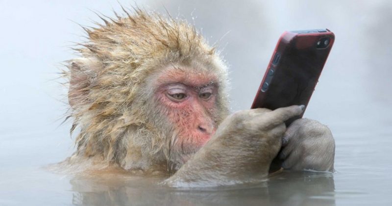 макака Чунмун в бассейне развлекается при помощи айфона
