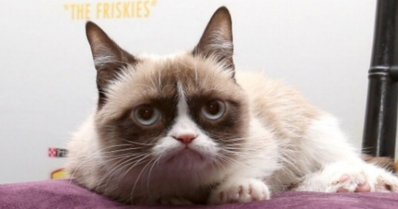 Сердитый кот (Grumpy Cat) лежит на фиолетовой подушке с вытаращенными глазами