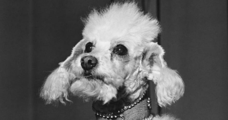 Черно-белая фотография - погрудный портрет - пса-миллионера по кличке Toby Rimes в ошейнике
