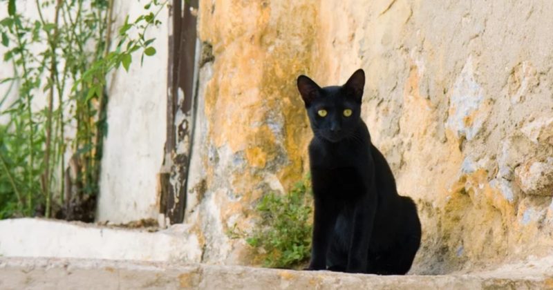 черный кот-миллионер Томмазо сидит у облупленной стены