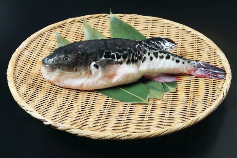 рыба-фугу