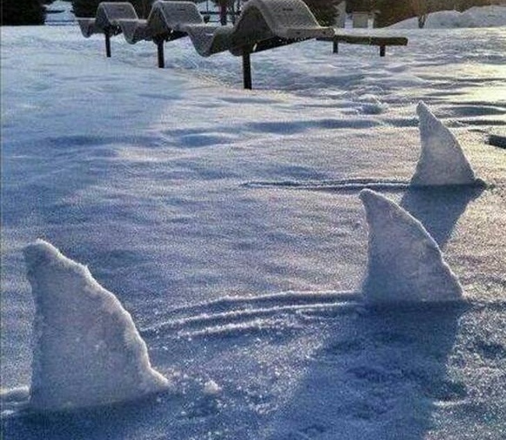 Акулы из снега