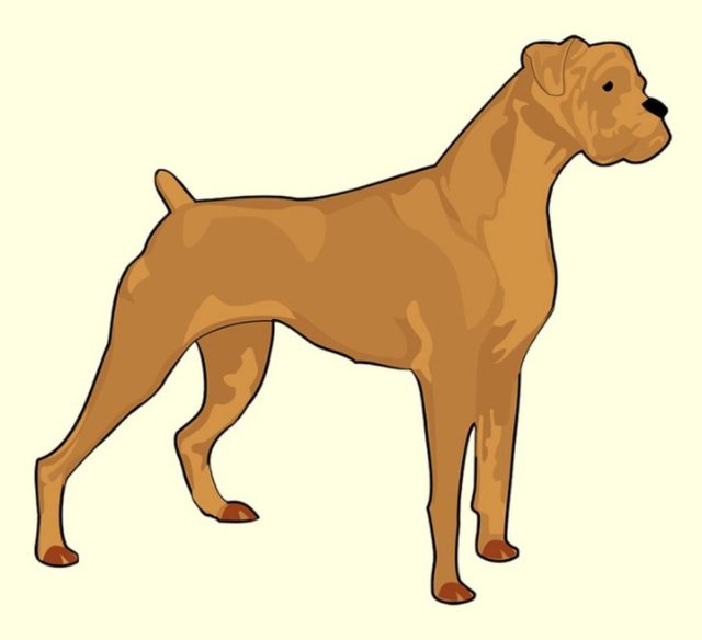 Рисунок собаки