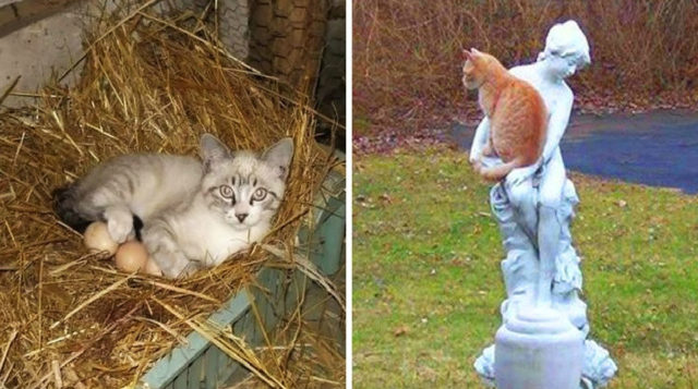 «Как дома!» 10 смешных фото котов, которым хорошо везде ;)