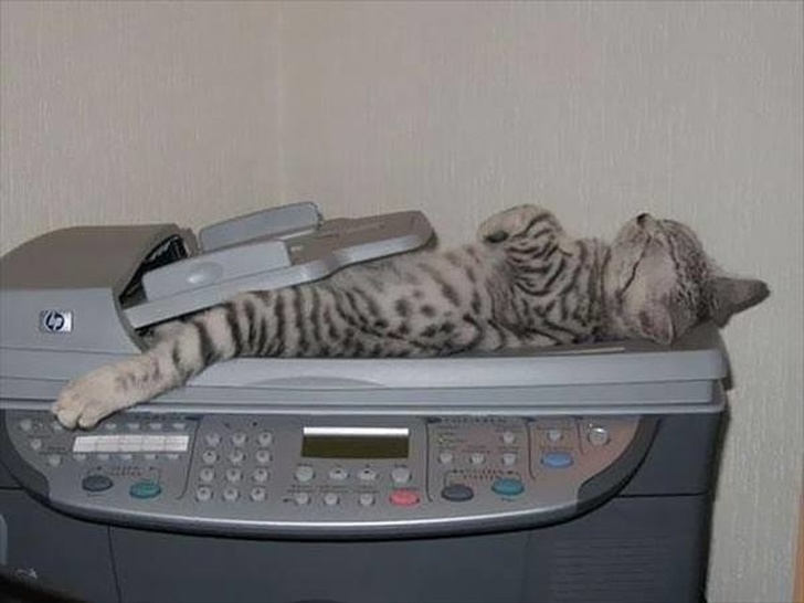 Кот на принтере