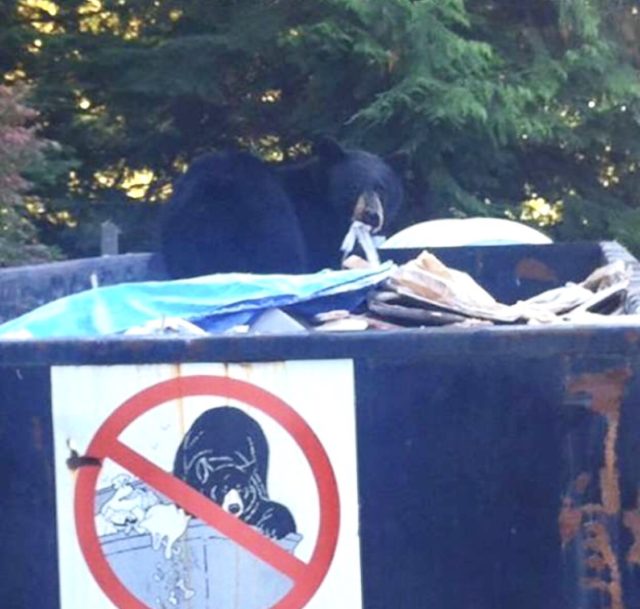 Медведь в мусорном баке
